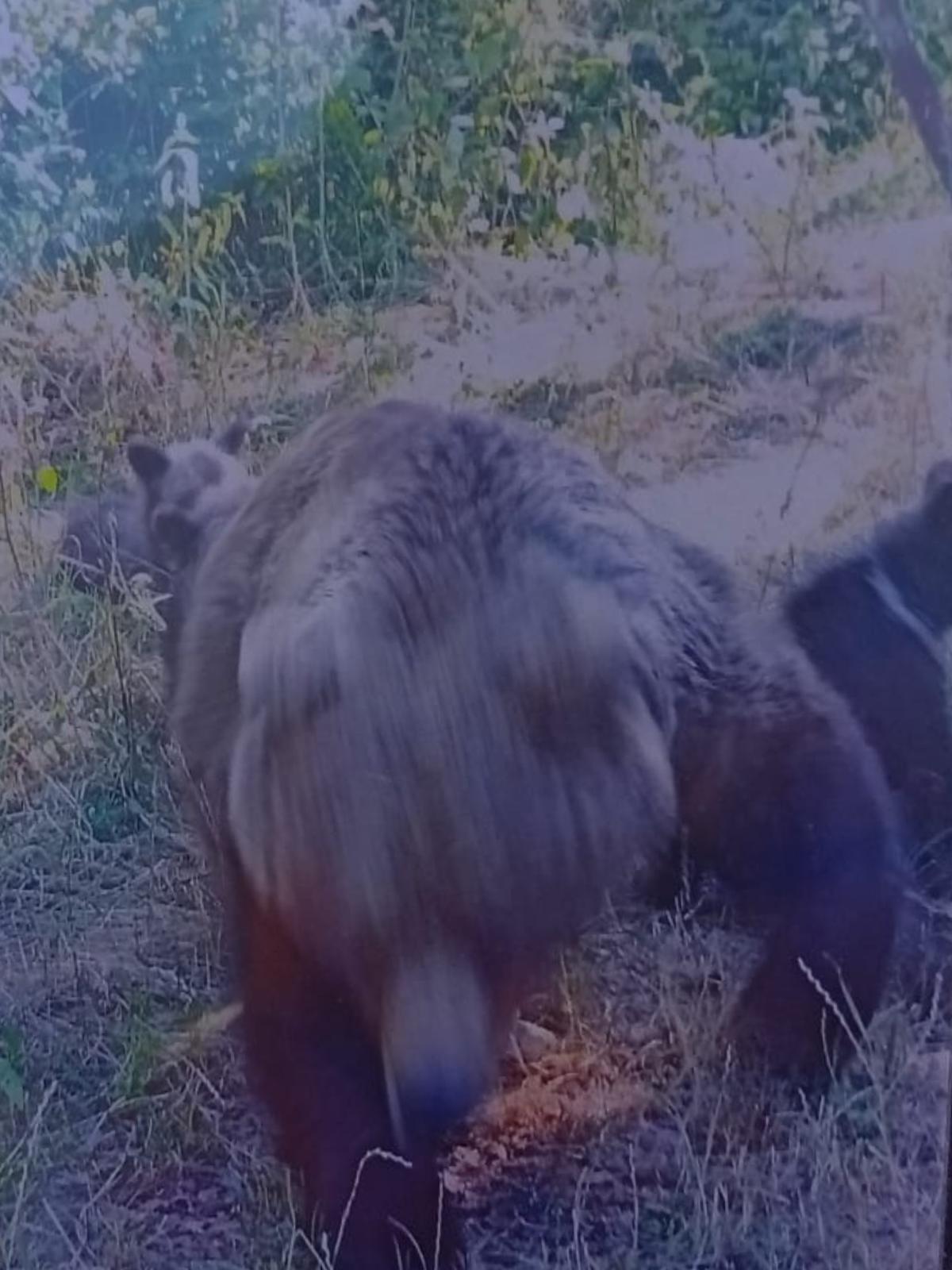 Ultimele clipe din viaţa motociclistului italian ucis de urs, surprinse cu propriul său telefon