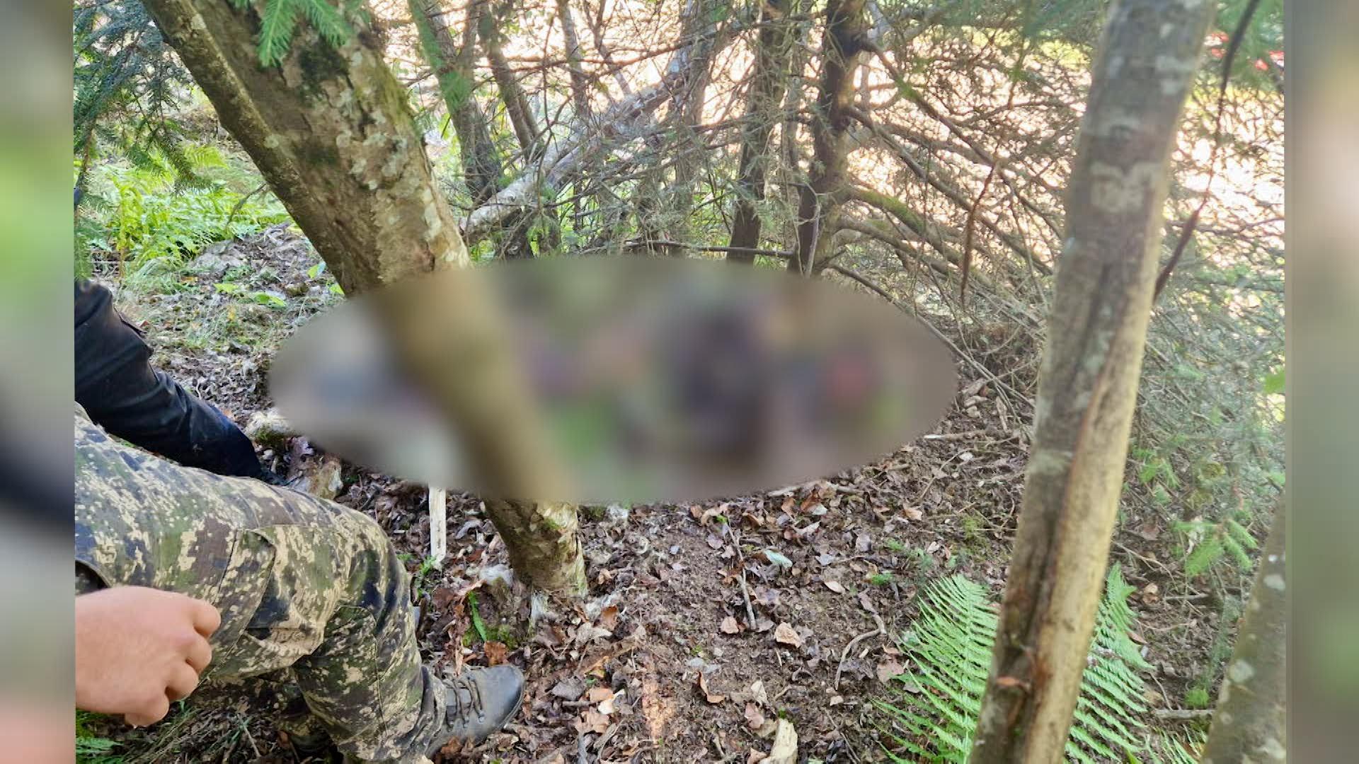 El este italianul ucis de ursoaică pe Transfăgărăşan. Momentul atacului