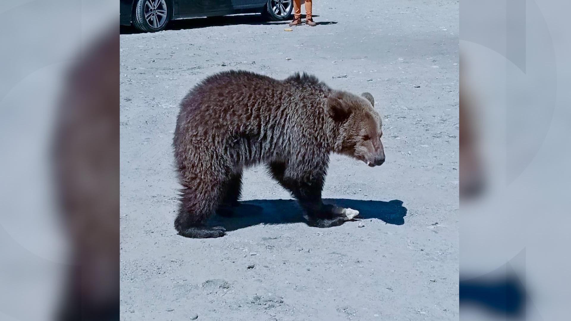 El este italianul ucis de ursoaică pe Transfăgărăşan. Momentul atacului