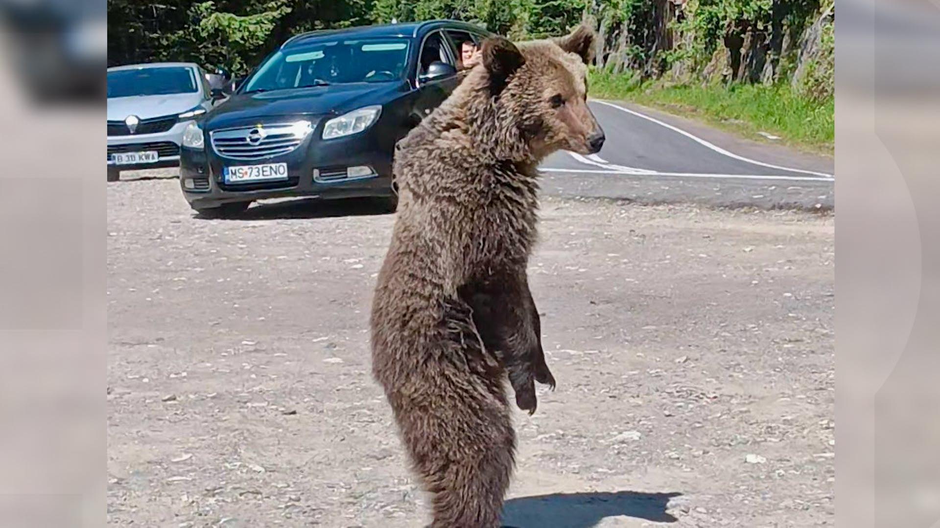 El este italianul ucis de ursoaică pe Transfăgărăşan. Momentul atacului