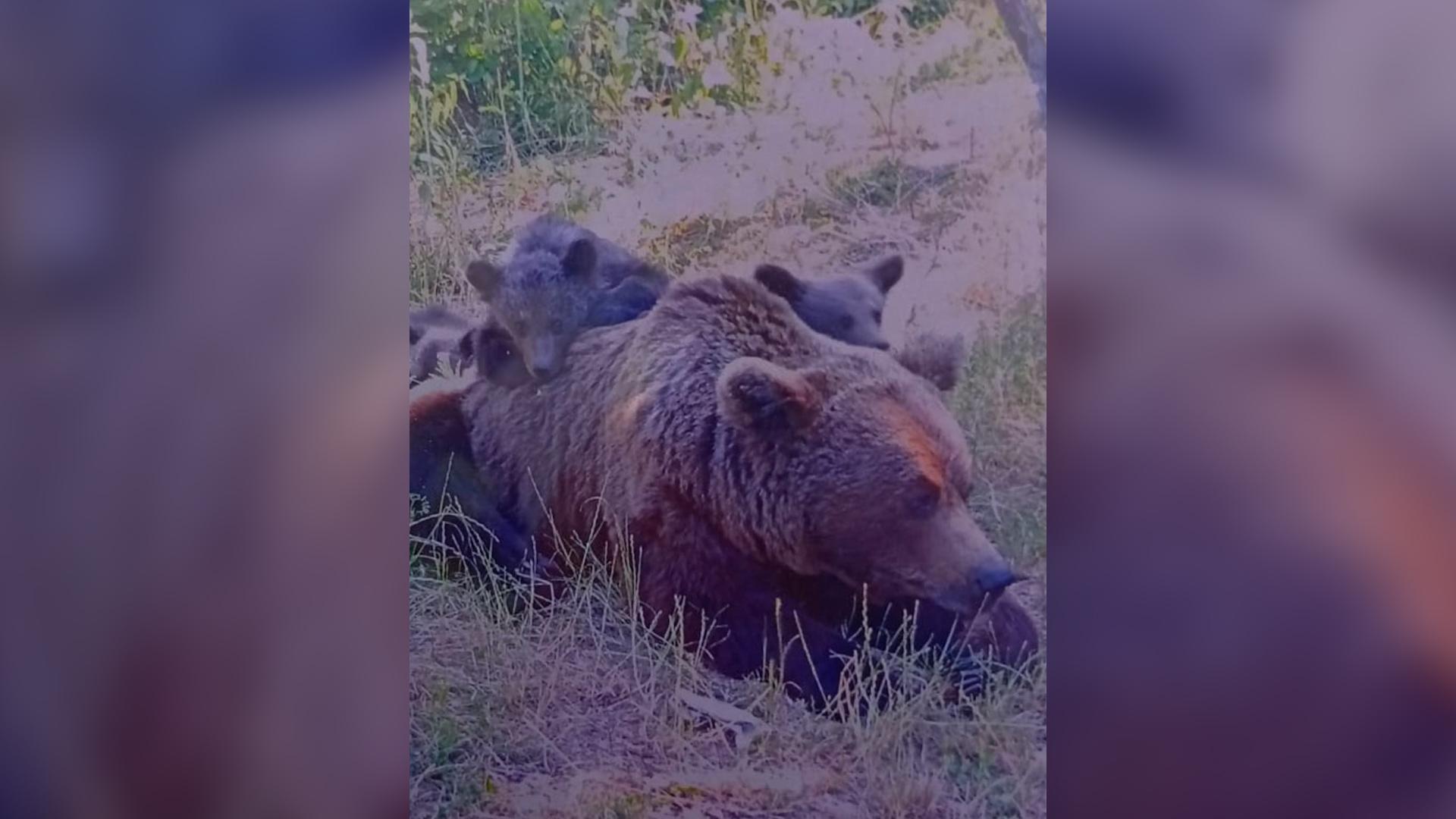 El este italianul ucis de ursoaică pe Transfăgărăşan. Momentul atacului