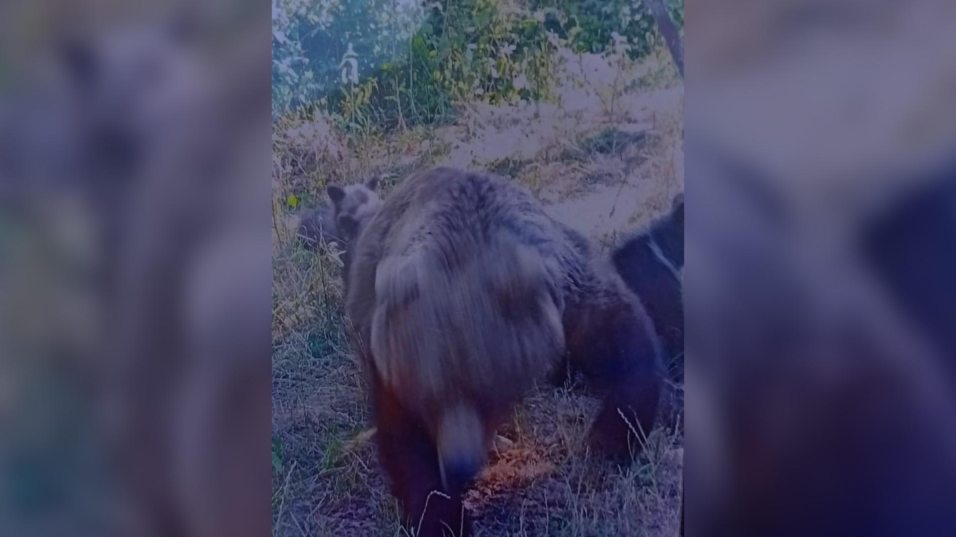 El este italianul ucis de ursoaică pe Transfăgărăşan. Momentul atacului