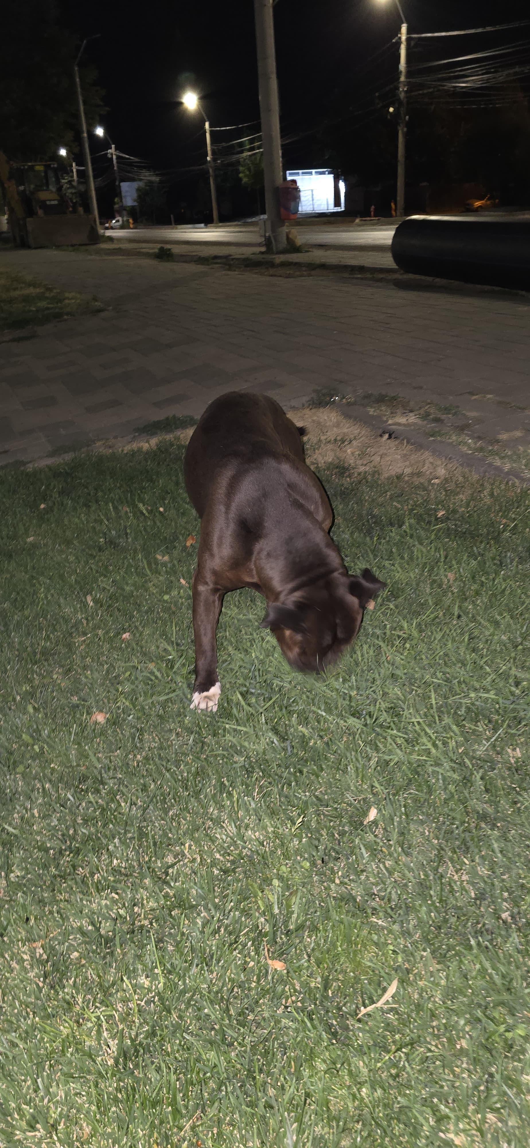 Un bărbat din Galaţi s-a trezit cu doi câini Amstaff în portbagajul maşinii sale