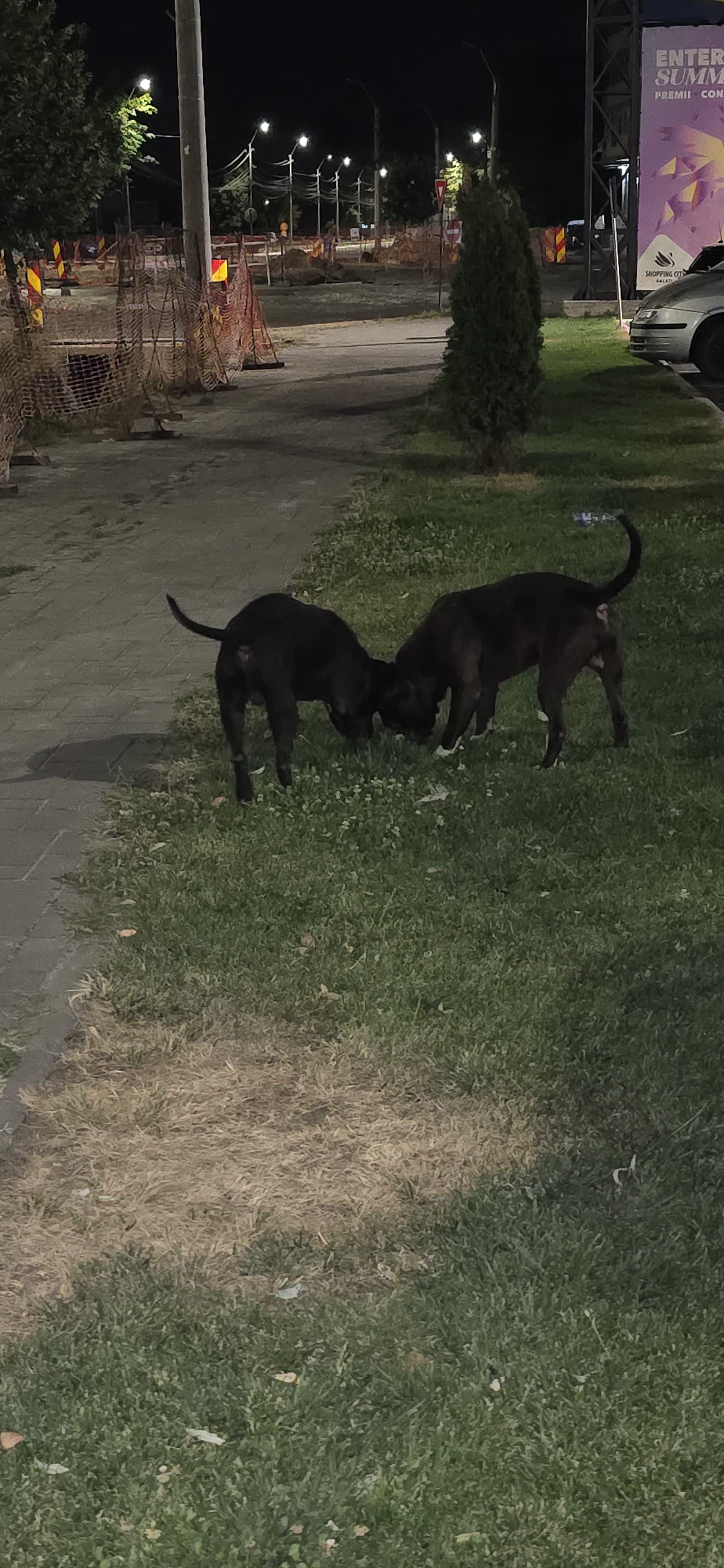 Un bărbat din Galaţi s-a trezit cu doi câini Amstaff în portbagajul maşinii sale