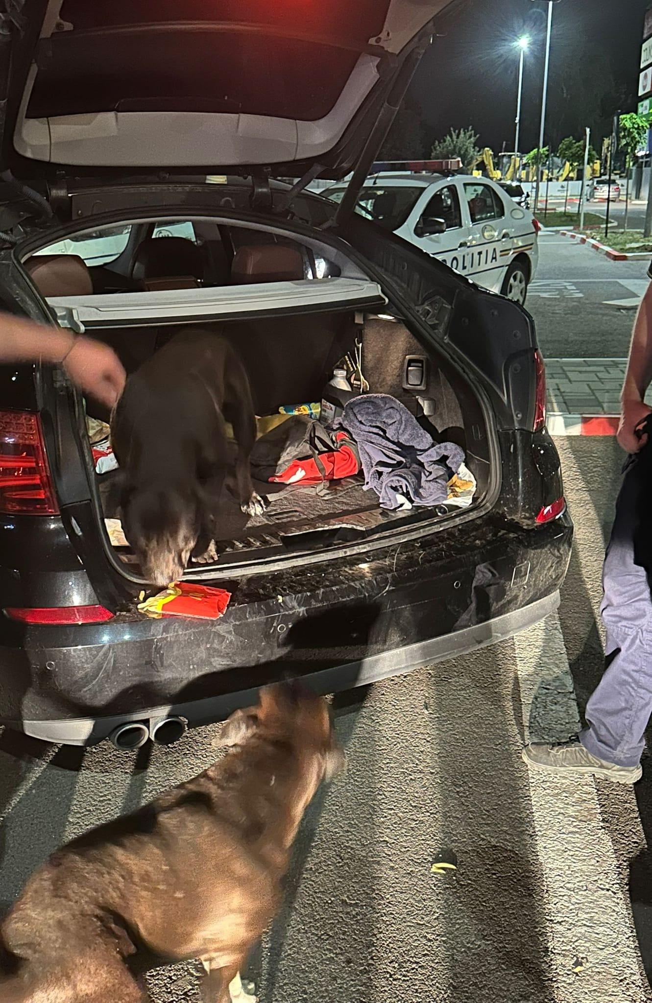 Un bărbat din Galaţi s-a trezit cu doi câini Amstaff în portbagajul maşinii sale