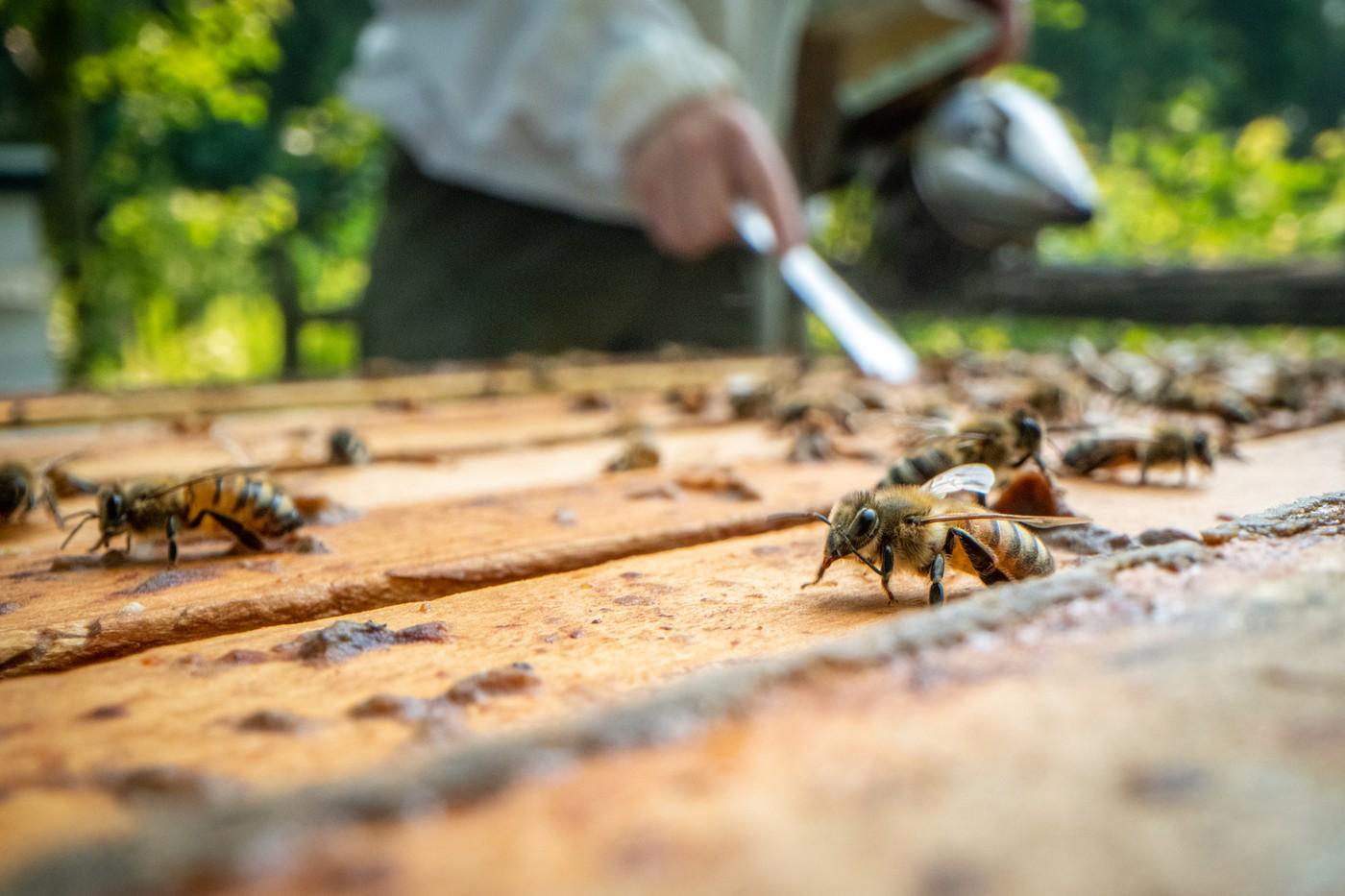 Atac violent al albinelor într-un oraş din Franţa: 24 de persoane au fost înţepate, unele de zeci ori
