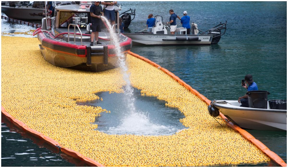 Tot ce trebuie să faci e să mizezi pe rățușa câștigătoare