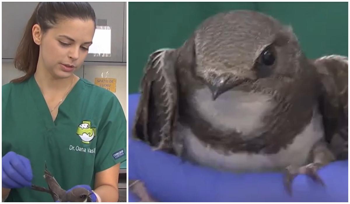 Locul în care puii de drepnele sunt învăţaţi să zboare de către voluntari. Au peste 40 de cazuri pe zi