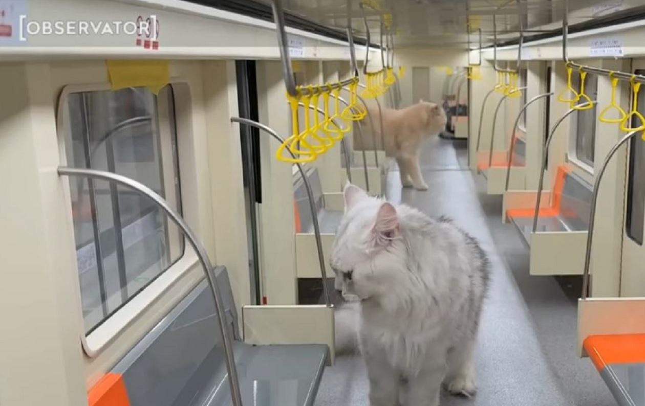 Un influencer din China i-a construit un metrou complet funcţional, supermarket şi SPA pisicii sale