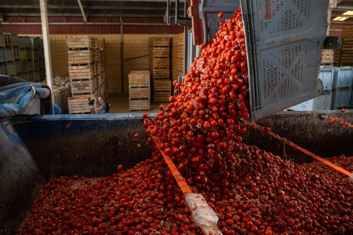 20.000 de oameni au participat la festivalul Tomatina 2025