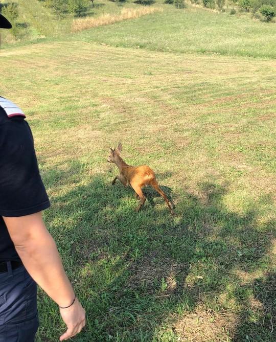 Un căprior a fost salvat de la înec de pompierii din Bihor