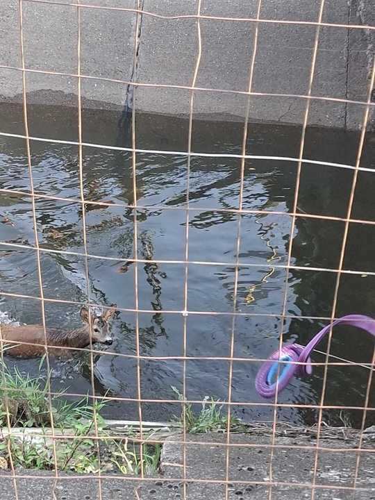 Un căprior a fost salvat de la înec de pompierii din Bihor