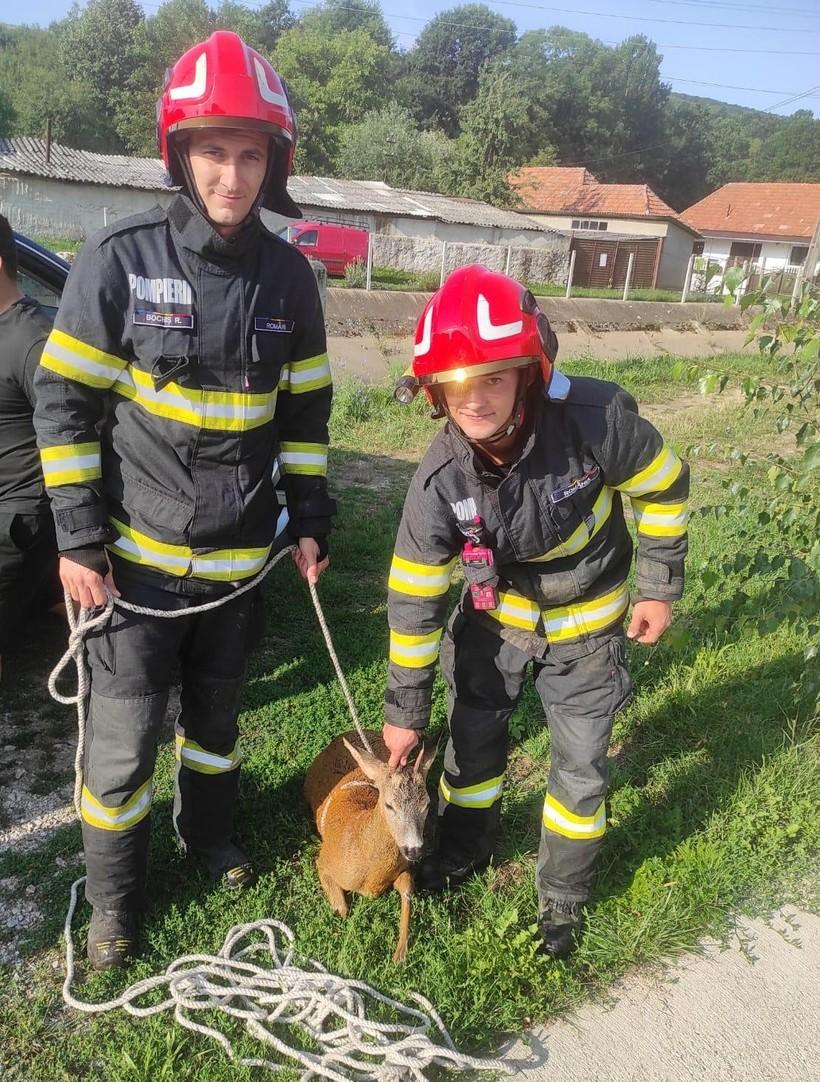 Un căprior a fost salvat de la înec de pompierii din Bihor