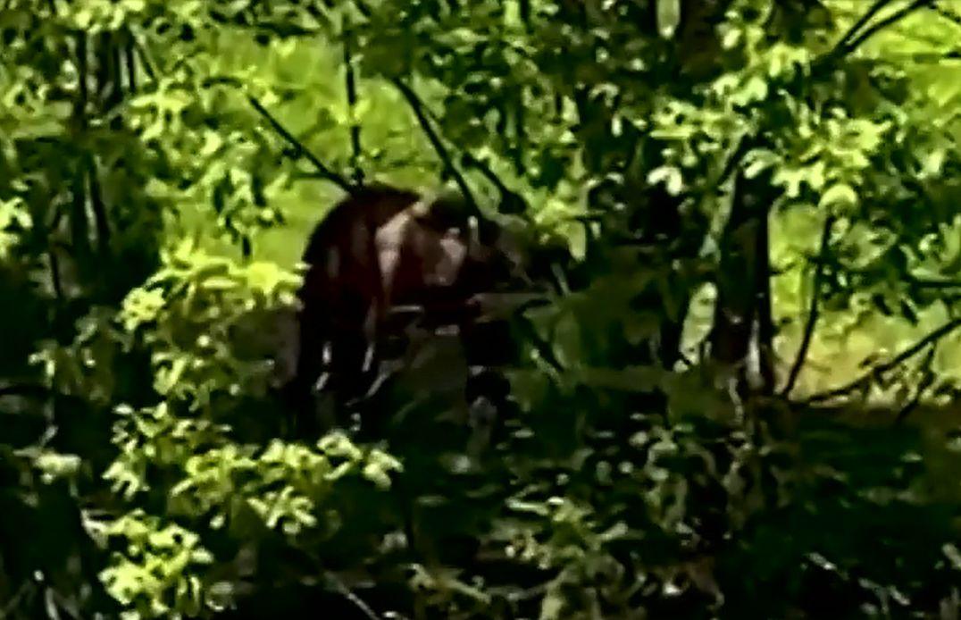 "Era desfoliată toată faţa". A dat nas în nas cu ursul lânga casă. Lupta cu el l-a băgat în spital