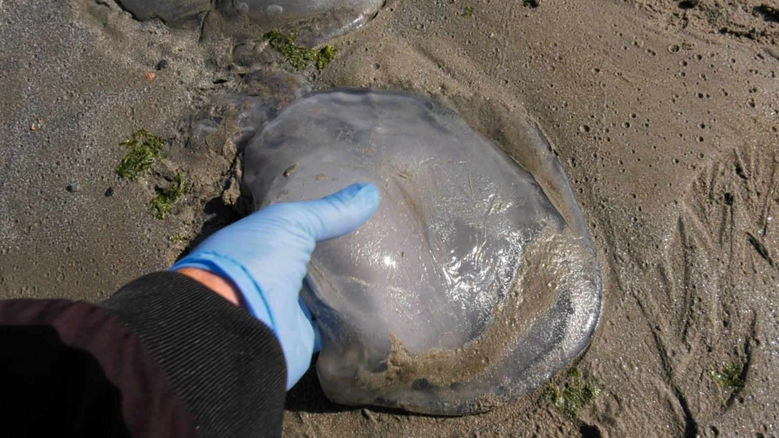 Fenomen ciudat pe litoral. Au apărut mii de meduze moarte pe zeci de kilometri de țărm