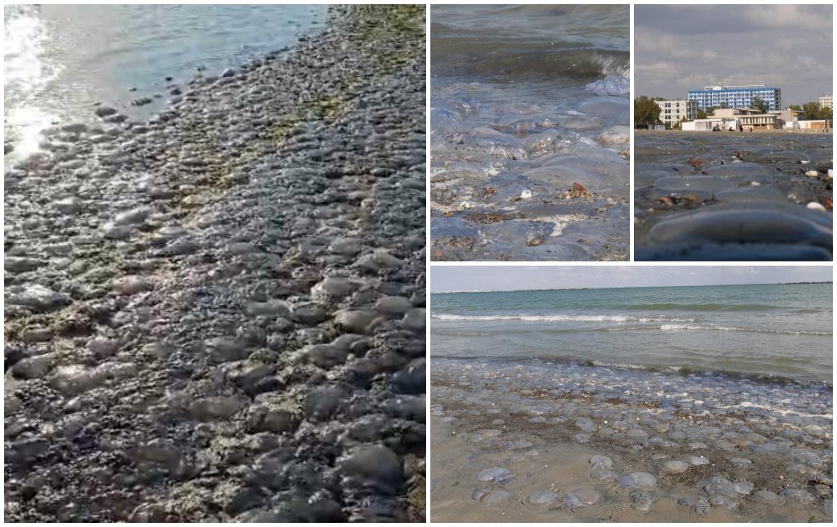 Fenomen ciudat pe litoral. Au apărut mii de meduze moarte pe zeci de kilometri de țărm