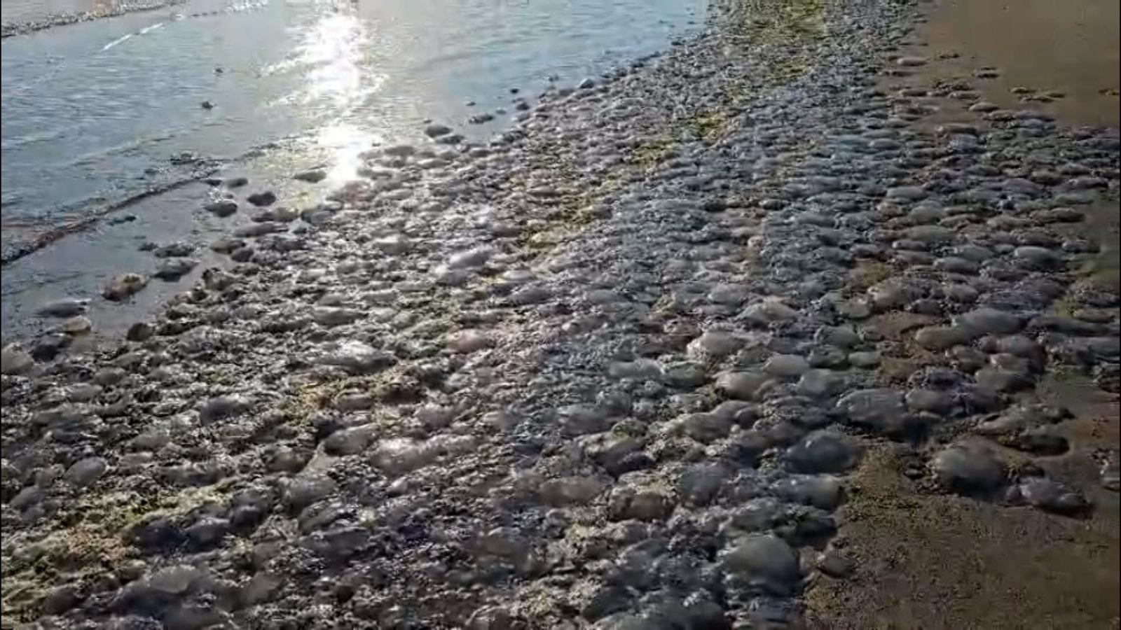 Fenomen ciudat pe litoral. Au apărut mii de meduze moarte pe zeci de kilometri de țărm