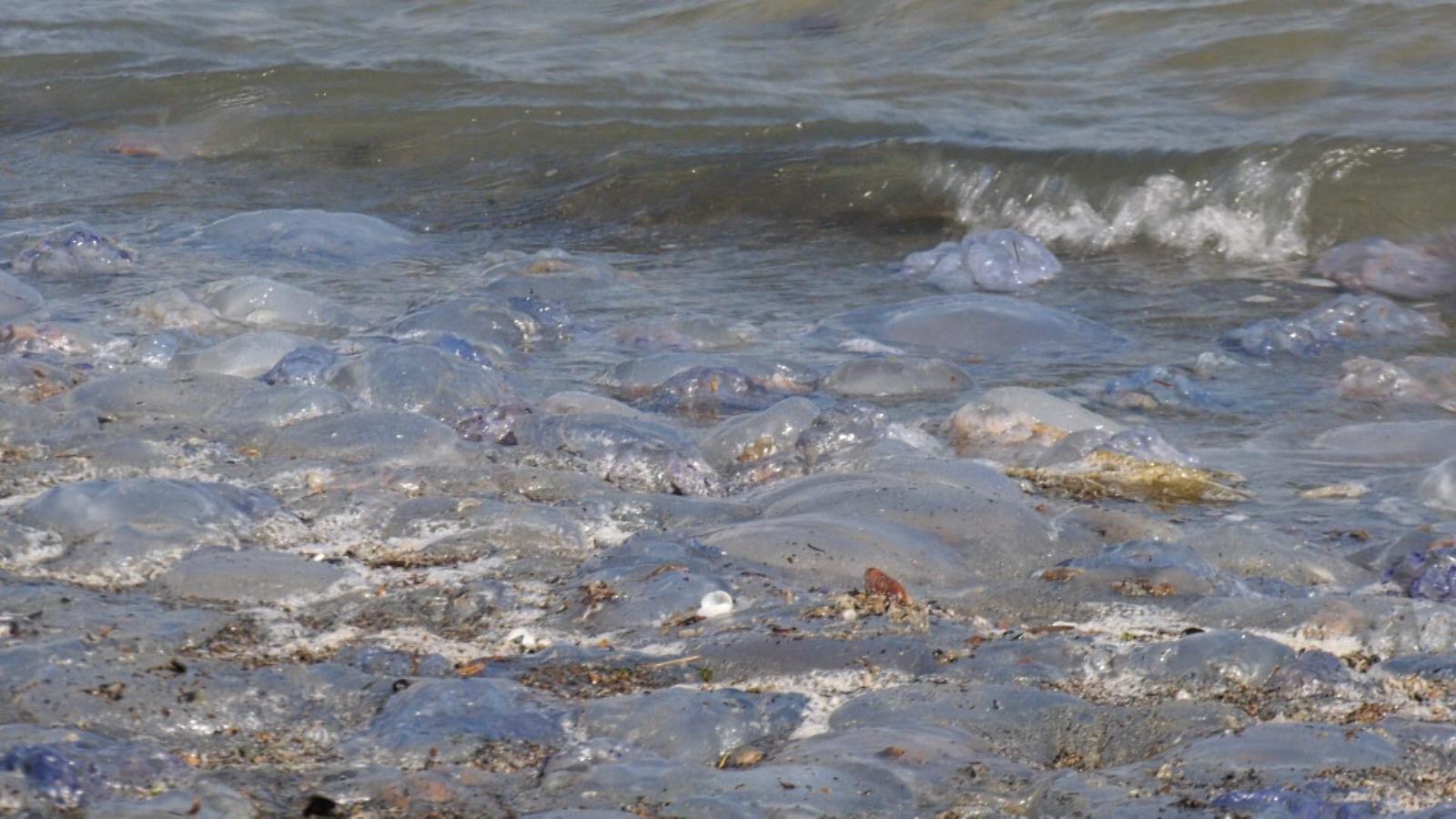 Fenomen ciudat pe litoral. Au apărut mii de meduze moarte pe zeci de kilometri de țărm