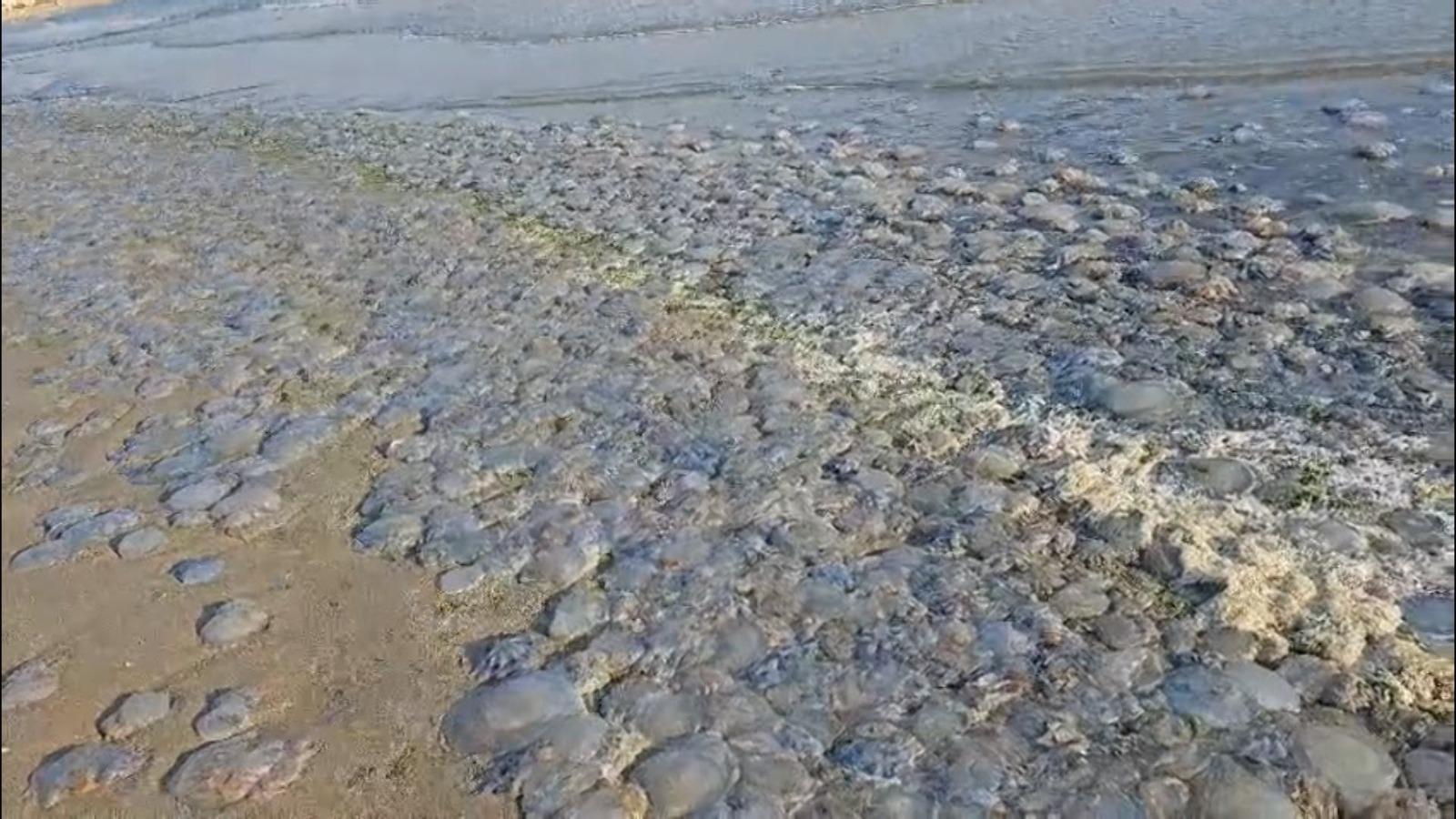 Fenomen ciudat pe litoral. Au apărut mii de meduze moarte pe zeci de kilometri de țărm