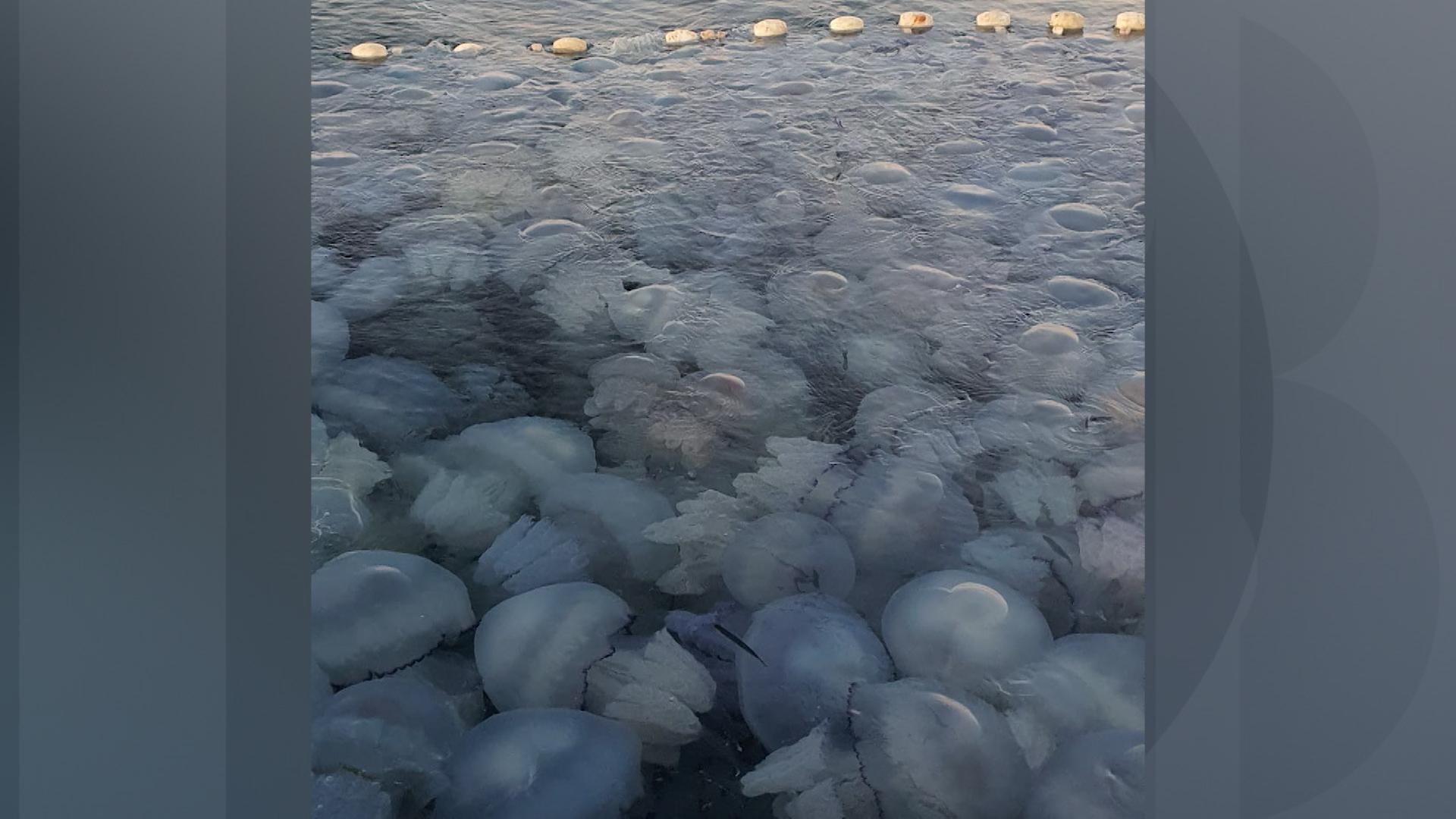 Invazie de meduze în largul Mării Negre. Cum explică specialiştii fenomenul