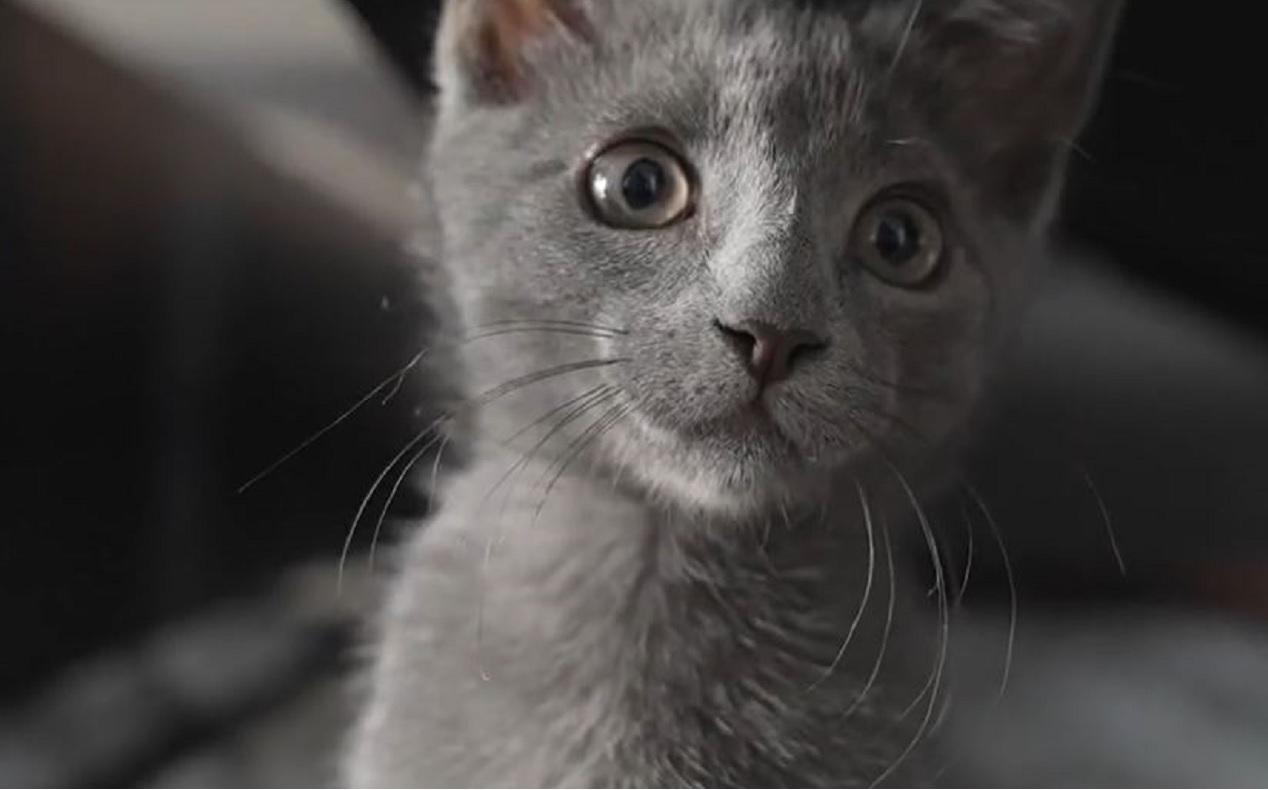 Cum să îţi ţii pisica în siguranţă în propria curte? Gardul "anti-evadare", tot mai popular