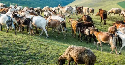 APIA primeşte cereri de plată pentru Intervenţia DR-06 - Bunăstarea animalelor până pe 3 februarie