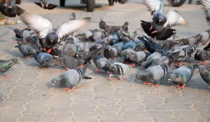 Porumbei uciși pe o stradă din Focșani. Bărbatul intenționa să-i mănânce