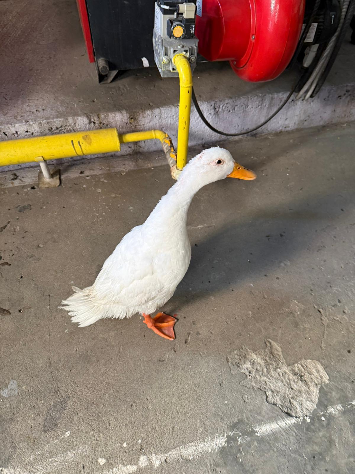 Misiune atipică în Tulcea. Pompierii au salvat o raţă blocată în gheaţă