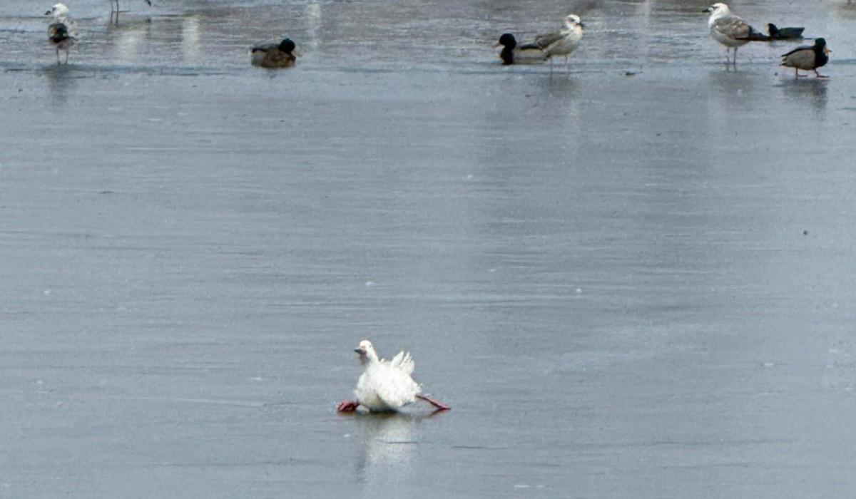 Misiune atipică în Tulcea. Pompierii au salvat o raţă blocată în gheaţă