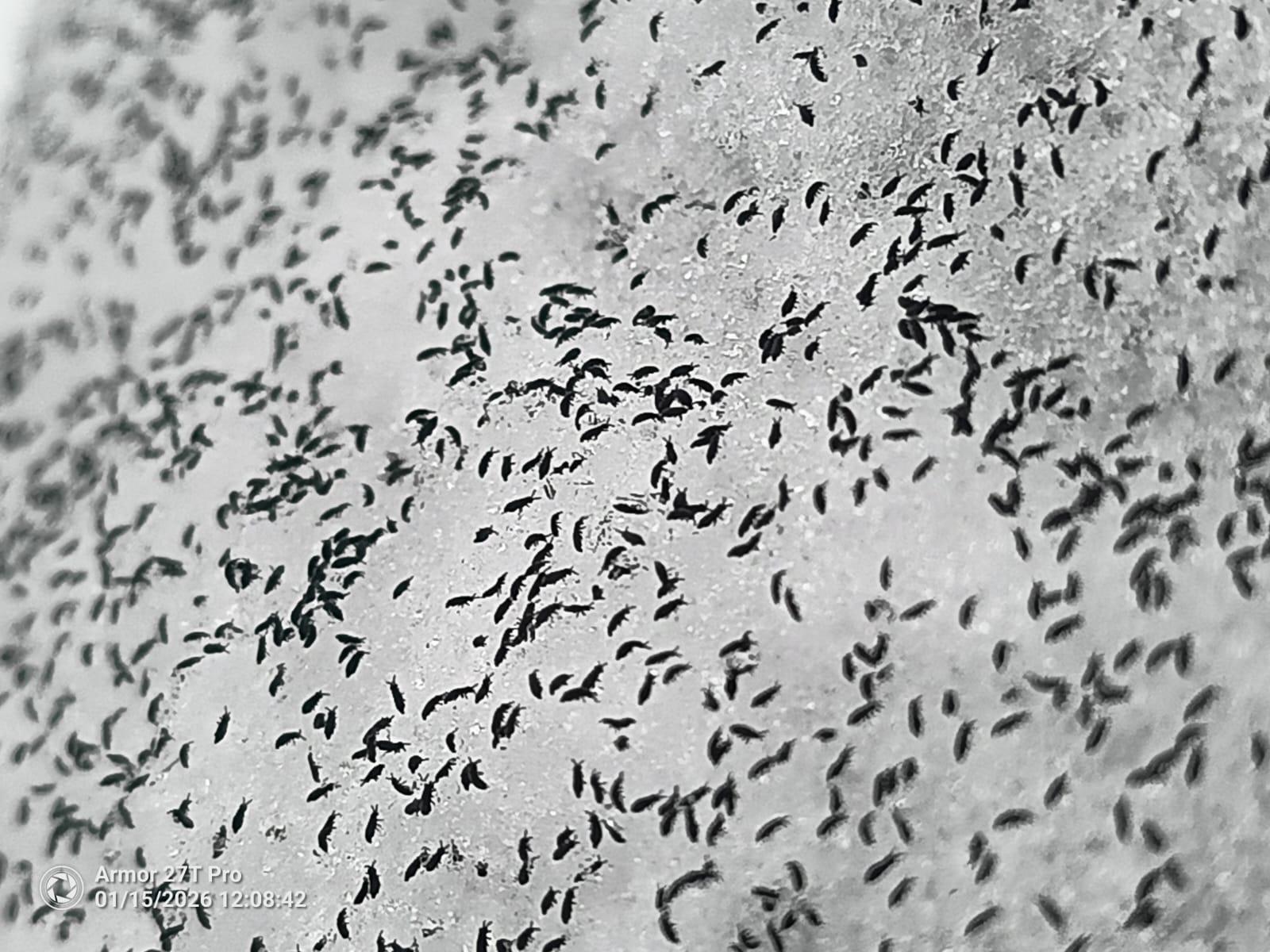 Invazie de purici de zăpadă în Cluj. Insectele trăiesc şi la - 8 grade