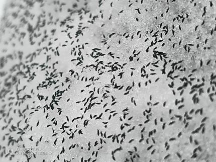 Invazie de purici de zăpadă în Cluj. Insectele trăiesc şi la - 8 grade