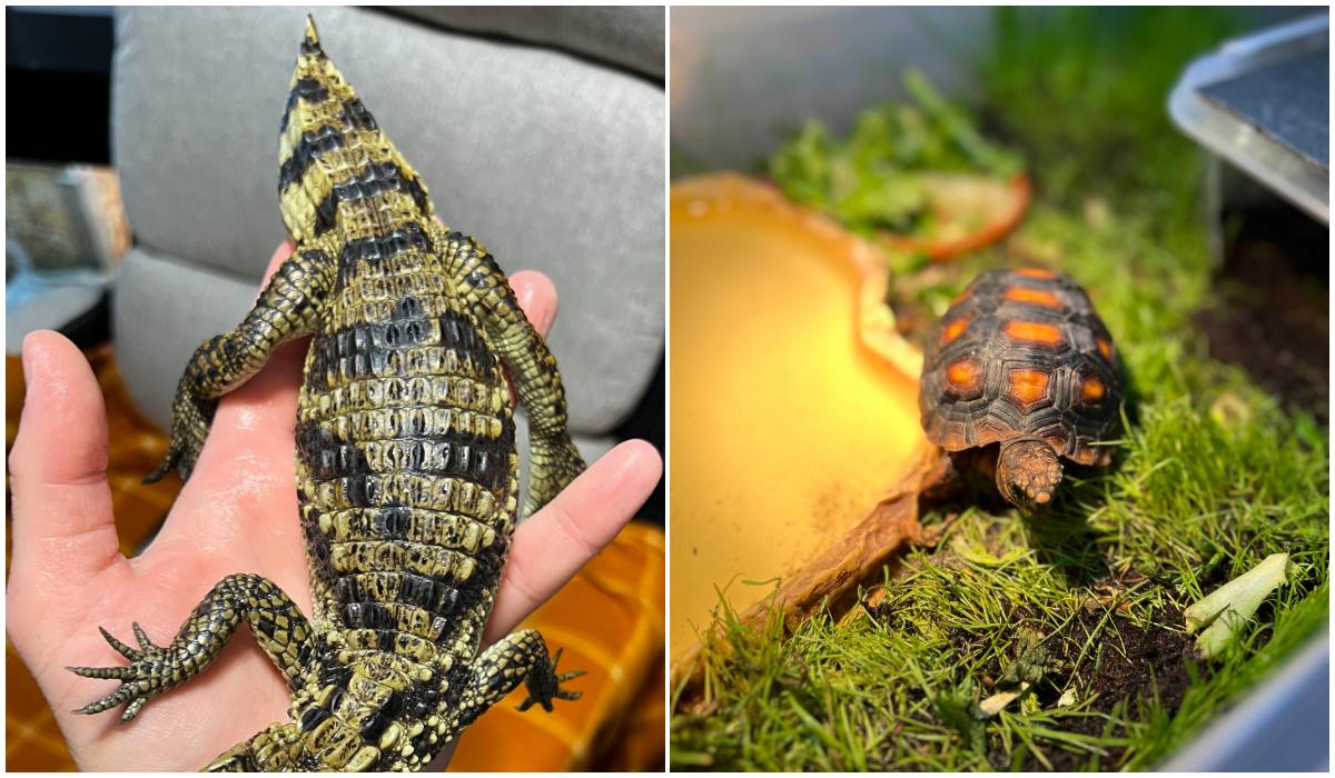 Zeci de reptile periculoase, ţinute ilegal într-un apartament din Bihor. O viperă, fără antidot în România