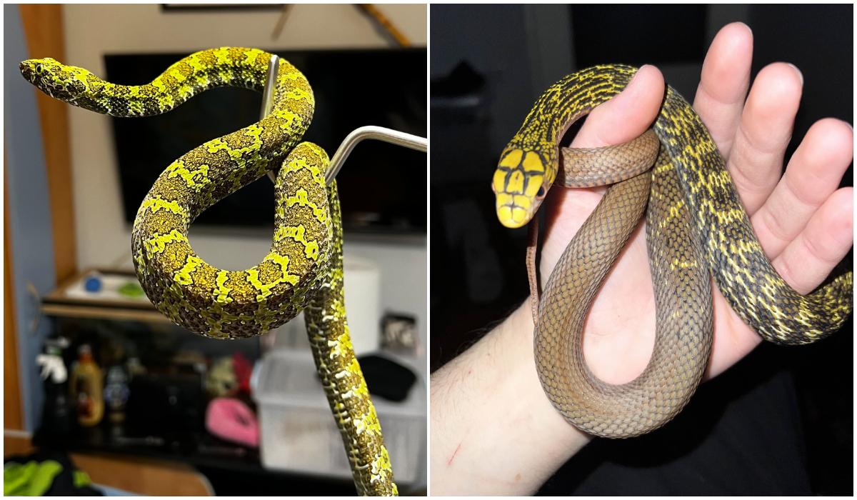 Zeci de reptile periculoase, ţinute ilegal într-un apartament din Bihor. O viperă, fără antidot în România