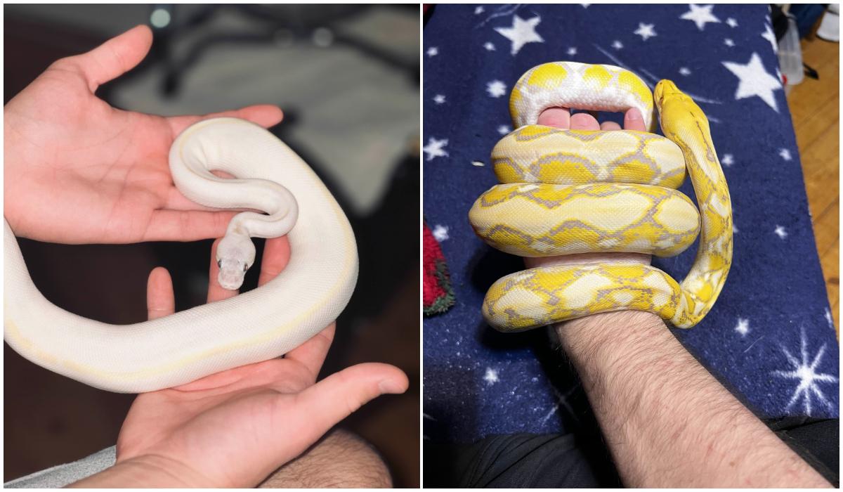 Zeci de reptile periculoase, ţinute ilegal într-un apartament din Bihor. O viperă, fără antidot în România