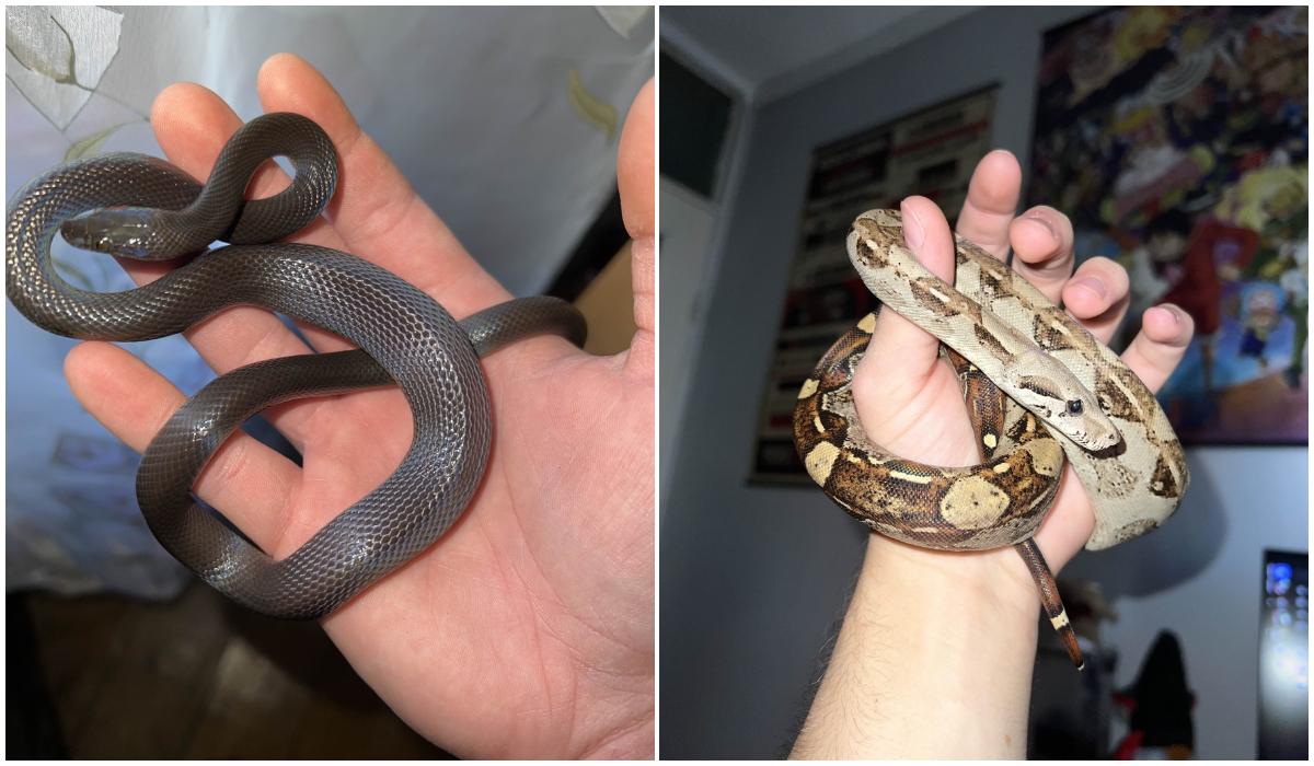 Zeci de reptile periculoase, ţinute ilegal într-un apartament din Bihor. O viperă, fără antidot în România