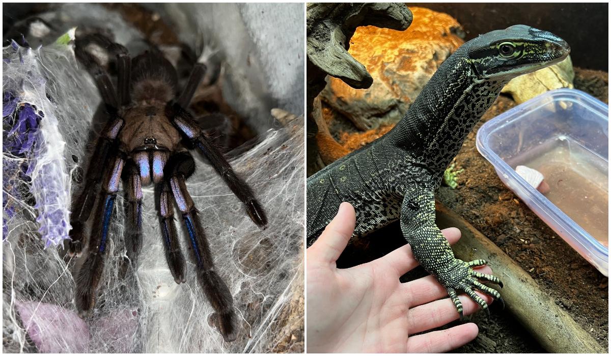 Zeci de reptile periculoase, ţinute ilegal într-un apartament din Bihor. O viperă, fără antidot în România