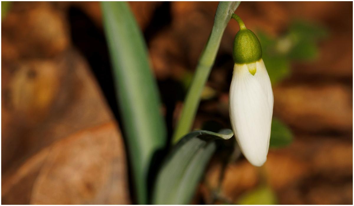 Ghiocei înfloriţi în Munţii Măcinului