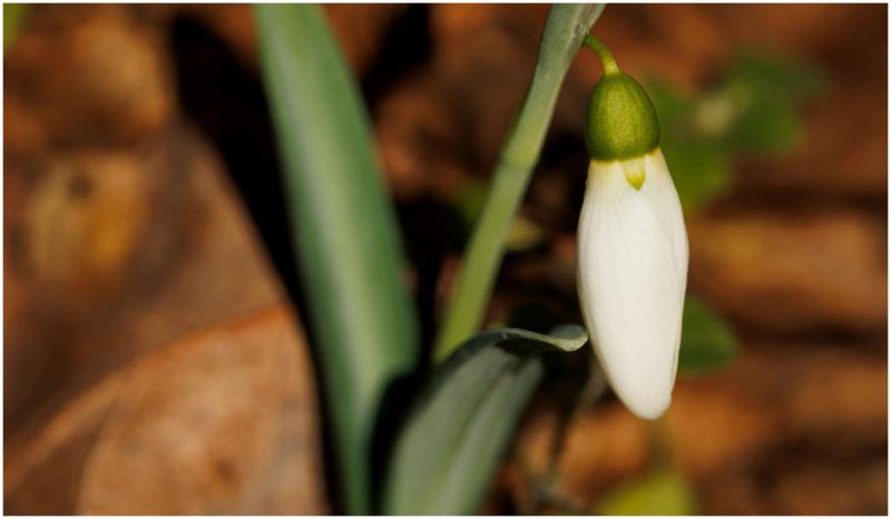 Ghiocei înfloriţi în Munţii Măcinului