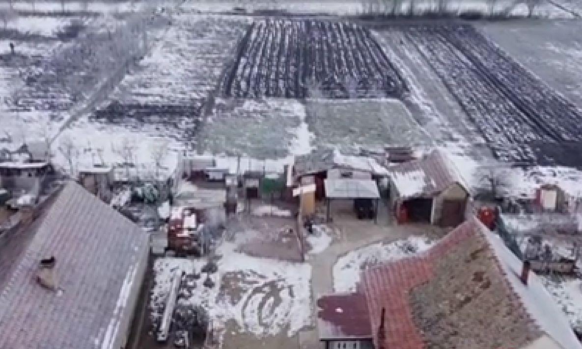 Minorii care şi-au ucis colegul de 15 ani au tăiat o găină ca să justifice urmele de sânge