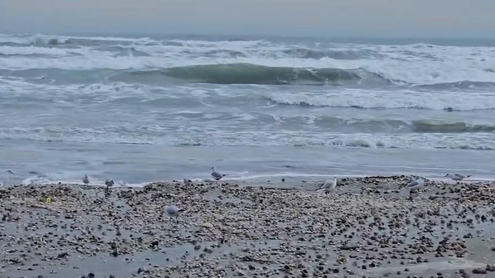 Valurile uriaşe au adus la mal mii de scoici, raci şi midii pe plaja din Mamaia. Festin regal pentru pescăruşi