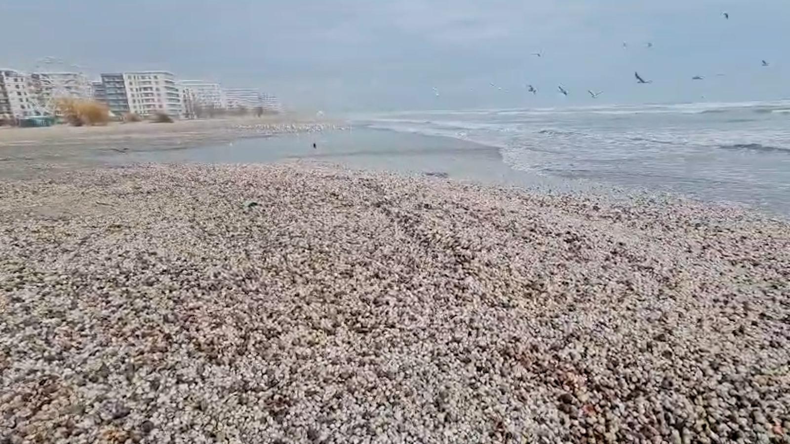 Valurile uriaşe au adus la mal mii de scoici, raci şi midii pe plaja din Mamaia. Festin regal pentru pescăruşi
