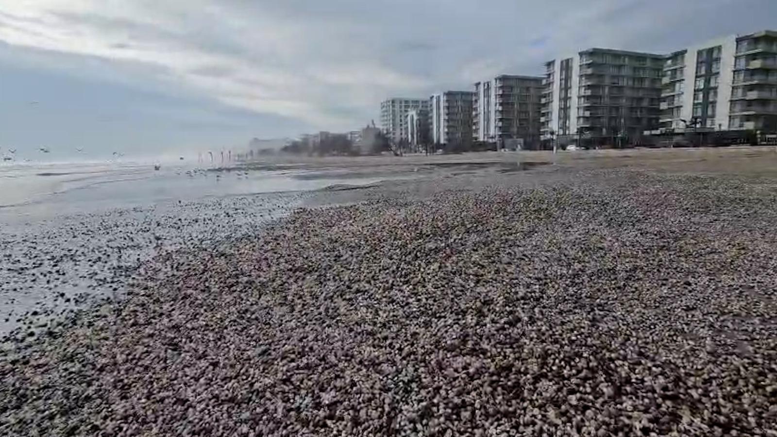 Valurile uriaşe au adus la mal mii de scoici, raci şi midii pe plaja din Mamaia. Festin regal pentru pescăruşi