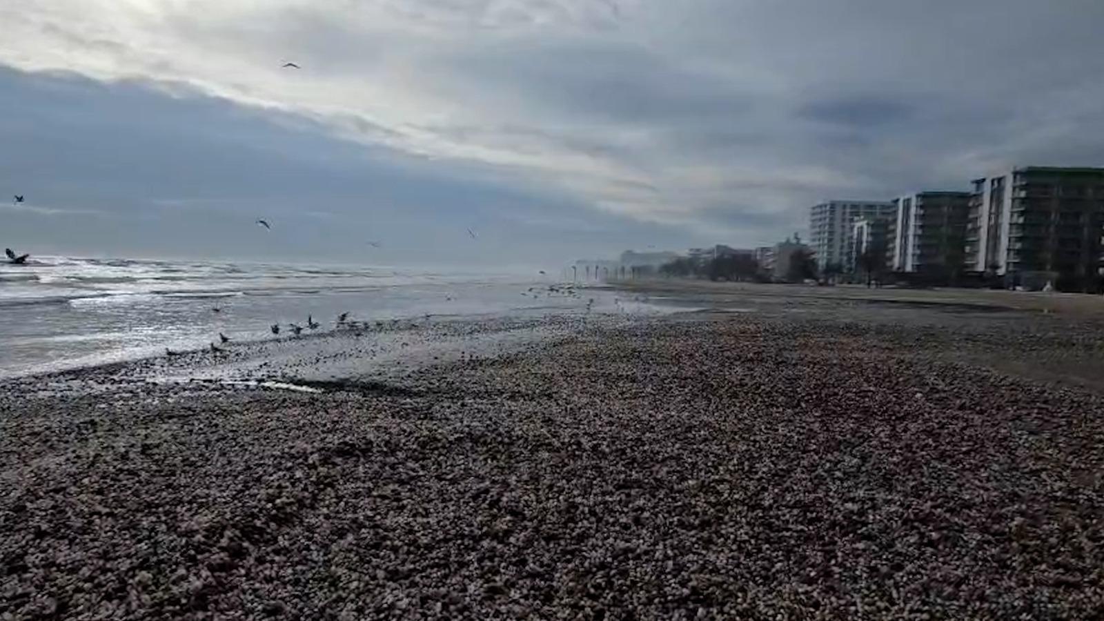 Valurile uriaşe au adus la mal mii de scoici, raci şi midii pe plaja din Mamaia. Festin regal pentru pescăruşi
