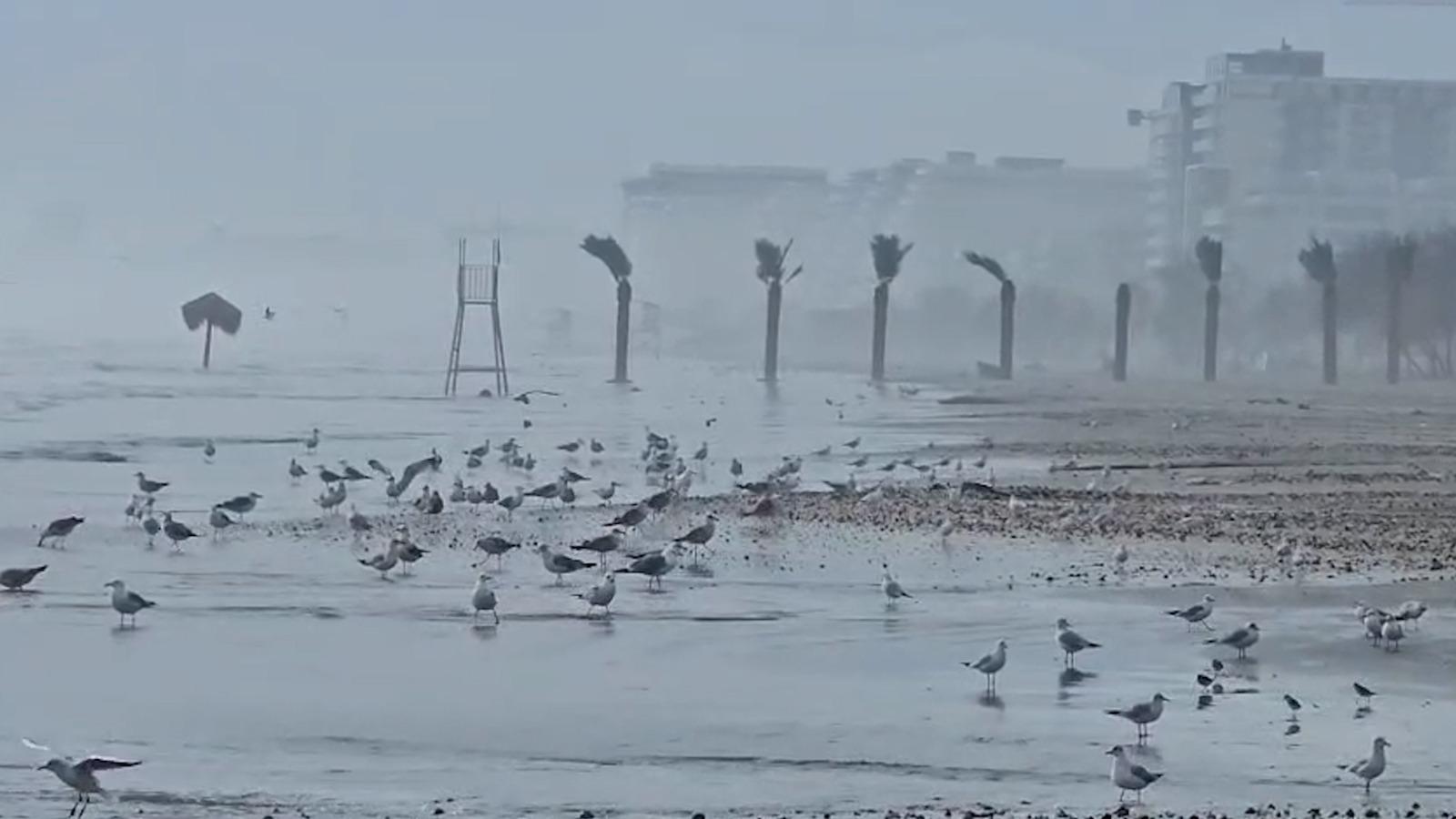 Valurile uriaşe au adus la mal mii de scoici, raci şi midii pe plaja din Mamaia. Festin regal pentru pescăruşi