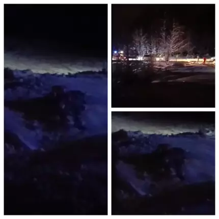 Alertă în stațiunea Straja, după apariția unui urs în zona pârtiei