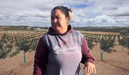 Marinela din Spania caută muncitori pentru tăierea "aurului verde". Singura condiţie pentru angajare