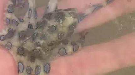 Şi-a ţinut moartea în mână. Un turist a ţinut în palmă una dintre cele mai veninoase creaturi