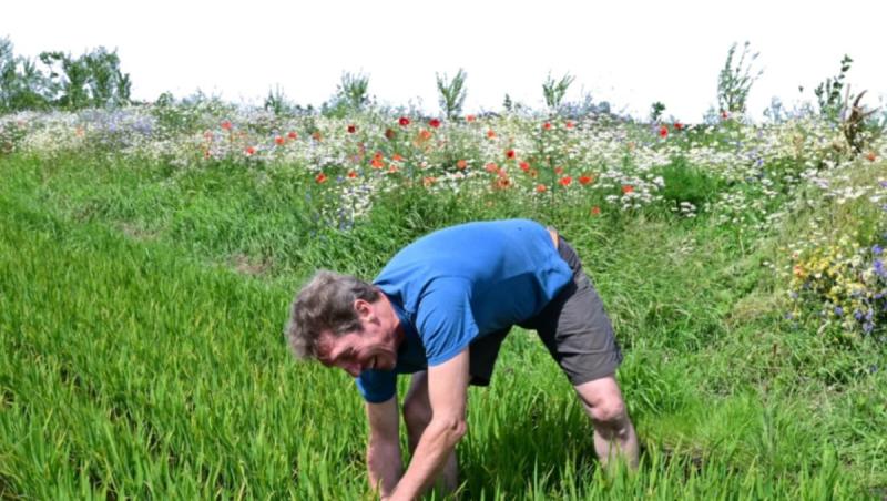Fermierii dintr-o ţară europeană renunţă la vaci ca să-şi salveze pământurile. Ce cultivă acum