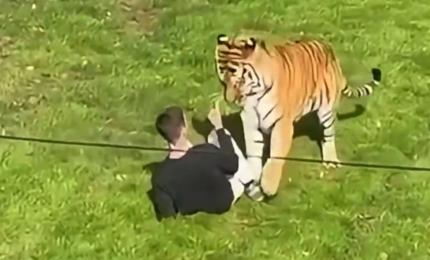 Momentul în care un tânăr sare în țarcul unui tigru şi este ucis. Reacţia parcului zoologic din Marea Britanie
