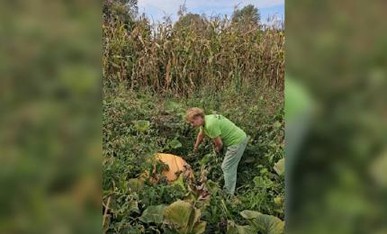 Fructul gigant cultivat în grădina unei familii din Maramureş. Ajunge la 200 kg şi continuă să crească